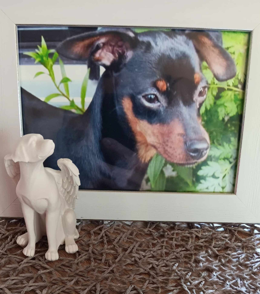 Engel Hund Gedenk Statur klein